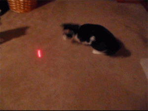 kucing dan laser