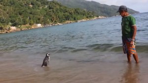 Pinguin Berenang 8000