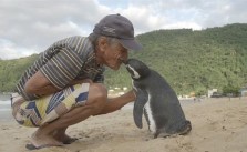 Pinguin Berenang 8000 Km untuk Menemui Kakek 71 Tahun
