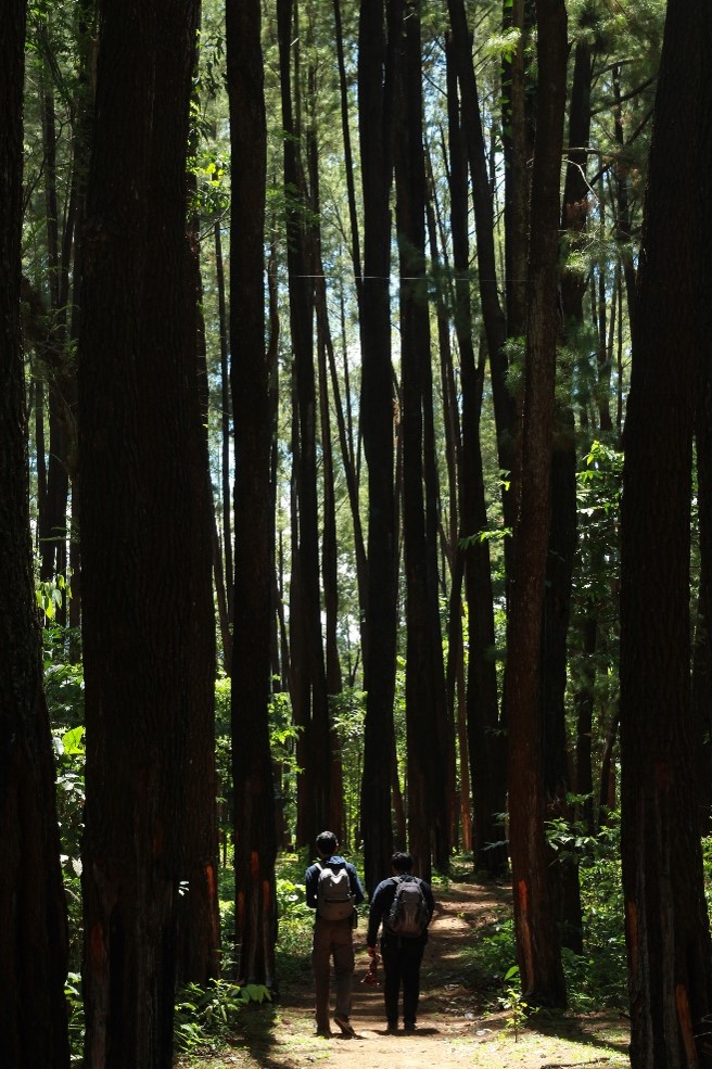 Hutan Pinus Tala-Tala